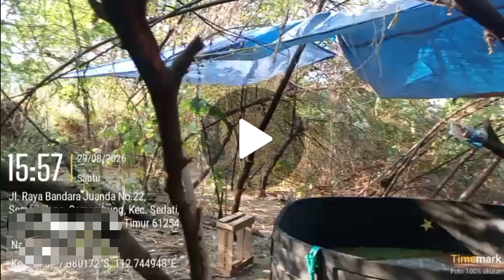 🔥 TERANG-BENDERANG DI DEPAN MATA! SABUNG AYAM MENGUASA JALAN RAYA JUANDA SEDATI GEDANGAN— HUKUM MALAH TUTUP MATA